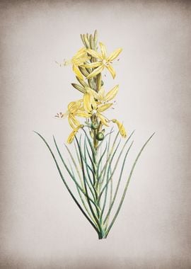 Vintage Yellow Asphodel