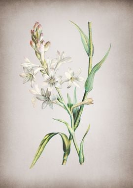 Vintage White Tuberose