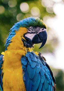 Photo of a parrot