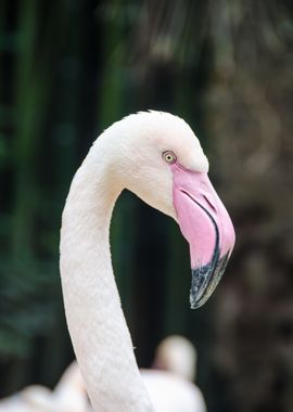 Photo of a Flamingo