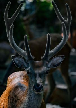 Photo of a Deer