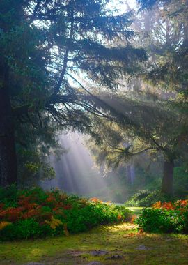 Early morning in a forest