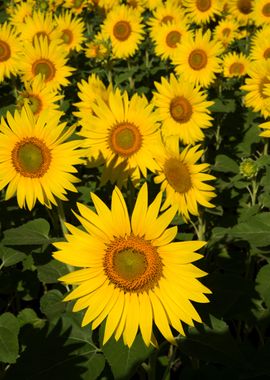 Sunflowers in Full Sun