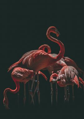 Flamingo Art Photography