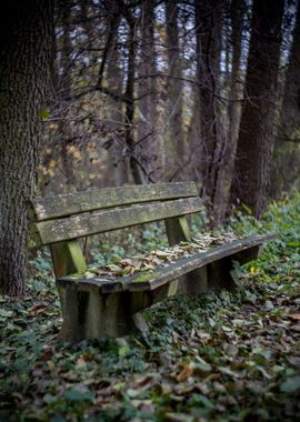 Bench for solitude