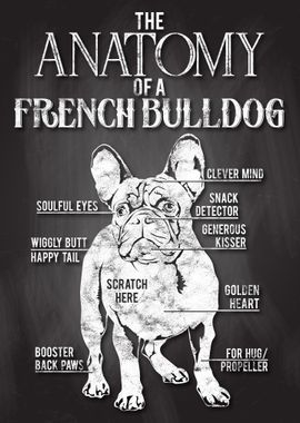 French Bulldog Anatomy