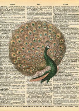 Peacock on Dictionary Page