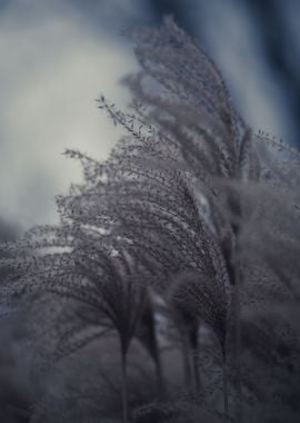 Fuzzy grasses