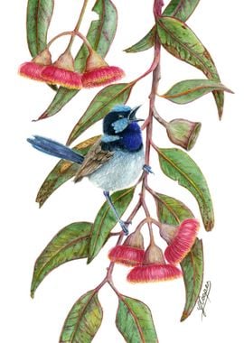 Superb Fairy Wren