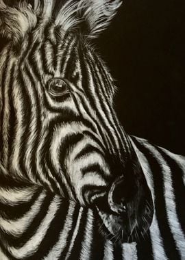 Zebra Head