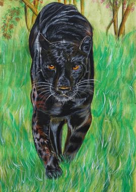 Panther in Wild