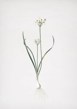 ThreeCornered Leek