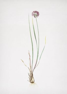 Allium Foliosum