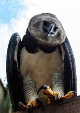 Harpy Eagle Talons' Poster, picture, metal print, paint by