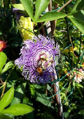 Passion flower