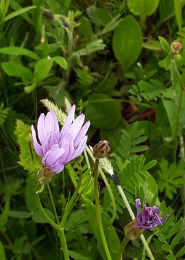 Purple field flowers