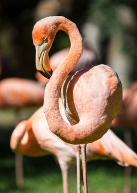 Pink flamingo