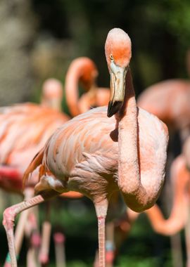 Pink flamingo