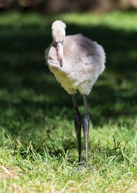 Pink flamingo