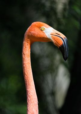 Pink flamingo