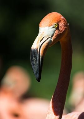 Pink flamingo