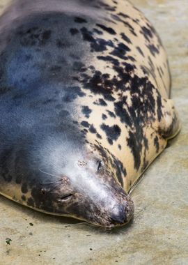 Cute grey seal