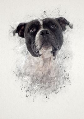 Staffordshire Bull Terrier