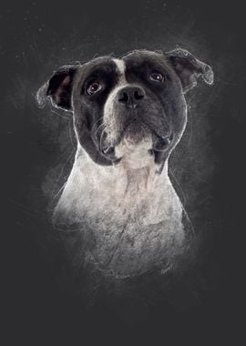 Staffordshire Bull Terrier