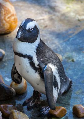 Cute penguin