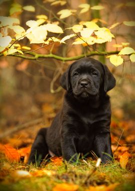 Labrador retriever puppy