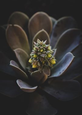 Succulent in Bloom