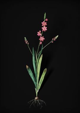 Vintage Ixia Scillaris