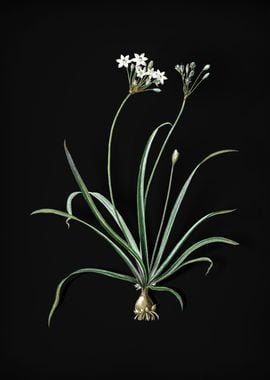 Vintage Allium Fragrans