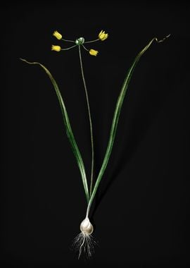 Allium Scorzonera Folium