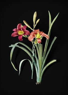 Orange Day Lily