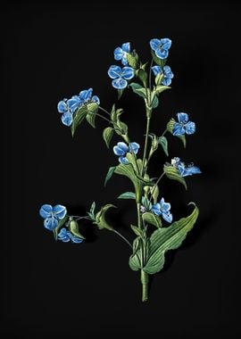 Commelina Tuberosa