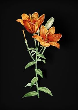 Orange Bulbous Lily