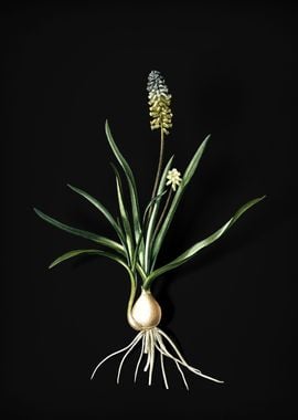 Muscari Ambrosiacum