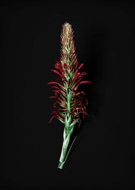 Pitcairnia Latifolia