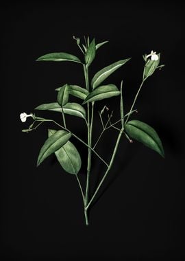 Maranta Arundinacea