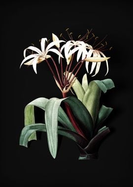 Crinum Erubescens