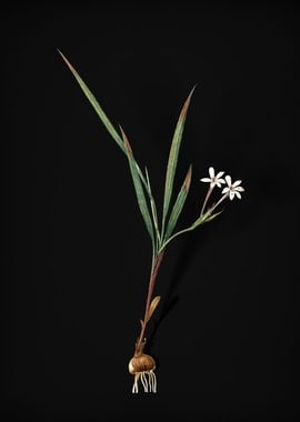 Gladiolus Inclinatus