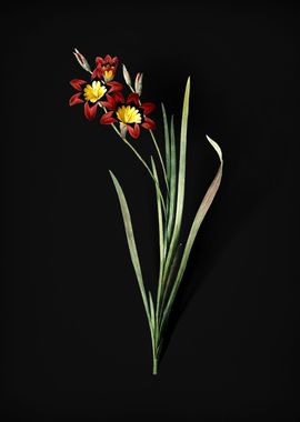 Vintage Ixia Tricolor