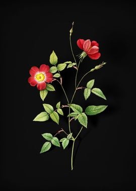 Indica Stelligera Rose