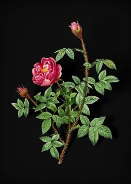 Vintage Blooming Moss Rose