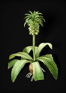 Vintage Eucomis Regia