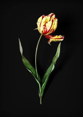 Vintage Didiers Tulip