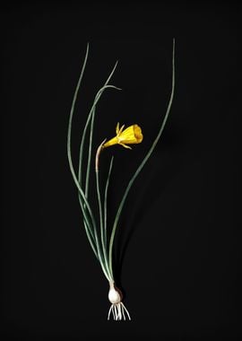 Daffodil