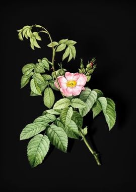 Blooming Apple Rose