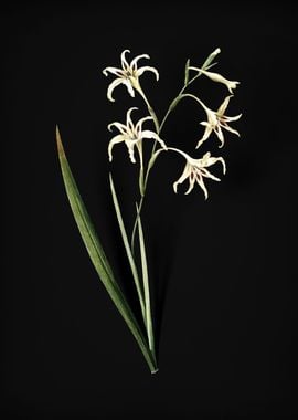 Gladiolus Cuspidatus